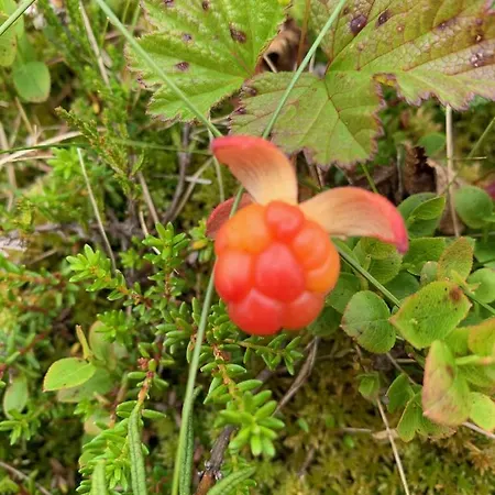 Logwood Casa vacanze