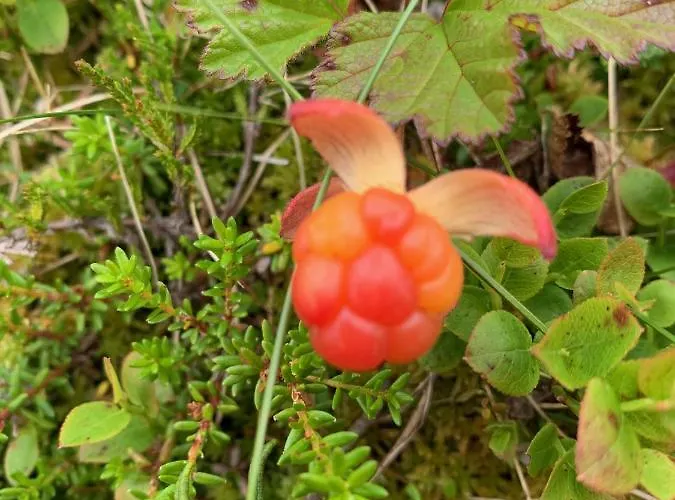 Logwood Dom wakacyjny